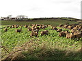 Sheep feeding on kale alongside the Ballydonnell Road