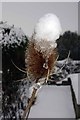 Teasel in Ian