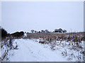 Bridleway near Blackrabbit Barn