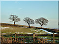 Three hedgerow trees