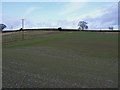 Footpath across winter wheat near Wigwig