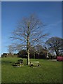 Tree and seats on the green, Broadwoodwidger