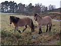 Ponies at Fload