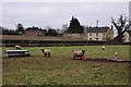 Holcombe Rogus : Sheep in a Field