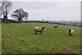 Mid Devon : Sheep Grazing