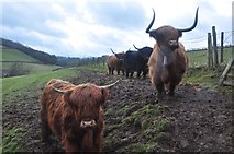 ST0420 : Taunton Deane : Highland Cattle by Lewis Clarke