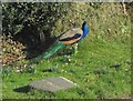 Peacock, Westmanton