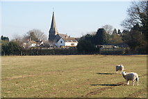 SJ9517 : Sheep watching my approach to Bednall by Bill Boaden