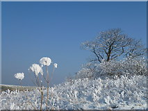 TF4033 : The Wash coast in winter - Hoar frost on an old sea bank by Richard Humphrey