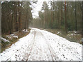 Bridleway through Pyestock woods