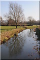 Tree reflected in the River Cam