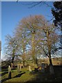 Trees in the churchyard, Virginstow