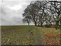 Trees and Footpath