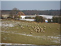 Sheep at Little Harmers Farm