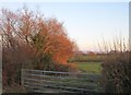 Field entrance near Wortham