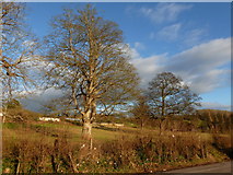 ST3240 : Trees in Knowle Park, close to lay-by on A39 at the foot of Puriton Hill by Ruth Sharville