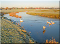 SK8065 : Swans on an oxbow lake near Sutton-on-Trent by Trevor Rickard