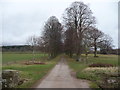 Drive and avenue of Beeches near Coldbrook Park