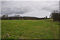 East Devon : Grassy Field