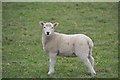 East Devon : Lamb in a Field