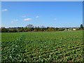 Farmland, Denton