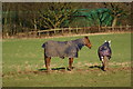 Horses in a field