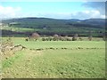 Fields to the South of Rowarth