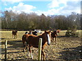 Harbridge, horse grazing