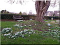 Snowdrops, Marnhull