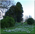 Snowdrops, St Gregory