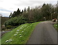 Snowdrops in Fewston