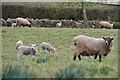 Holcombe Rogus : Lambs & Sheep