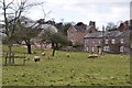 Holcombe Rogus : Sheep Grazing