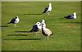 Birds on the Green