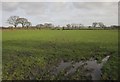 Pasture near Downlands Cross