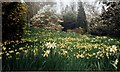 SS9700 : Daffodils at Killerton by nick macneill