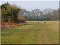 SP9504 : Pasture, Bellingdon, Chartridge by Andrew Smith