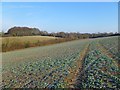 Farmland, Chesham