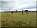 Ibsley, horse grazing