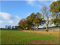 SU0774 : Farmland, Winterbourne Bassett by Andrew Smith