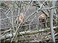 Pigs in a field near Denbigh