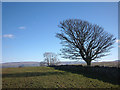 Drystone wall by Fell Head