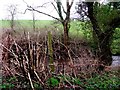 Japanese Knotweed, Cranny