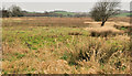 Marsh and drumlins, Downpatrick