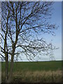 Wide open landscape, between Chawston and Colesden