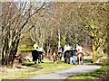 Horses on the Trail