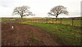 Two trees near Ingleigh Green