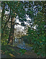 Oakmere Park - Eastern pool through a gap in the trees