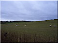 Sheep in pasture fields near Fulford