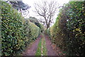 Footpath to Moat Rough